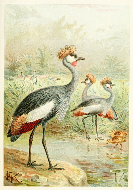 East African Balearic Crane  Poster Print by Anonymous