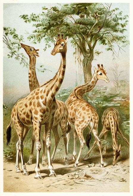 South African Giraffes  Poster Print by Anonymous