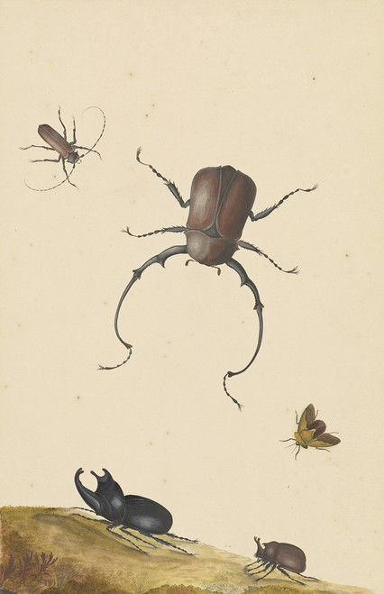 Four Beetles and a Flying Stink Bug  Poster Print by Nicolaas Struyk