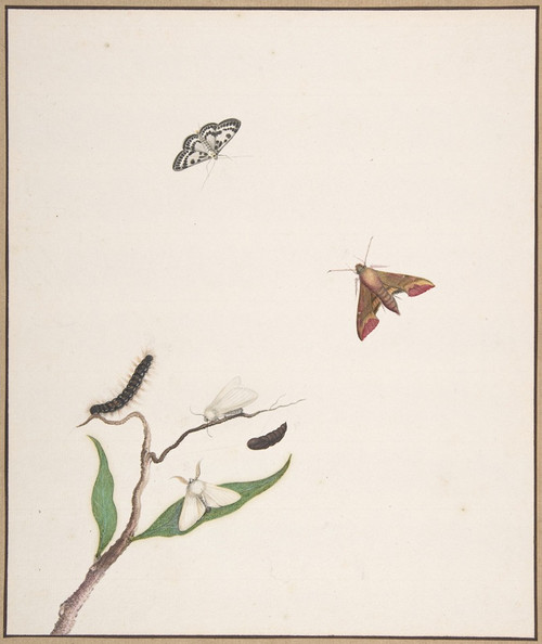 A Caterpillar and Two Moths on a Branch and Two Butterflies  Poster Print by Nicolaas Struyk