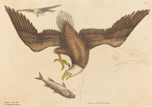 The Bald Eagle   Poster Print by Mark Catesby