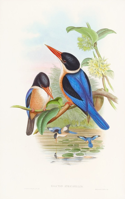Manilla Kingfisher  Poster Print by John Gould