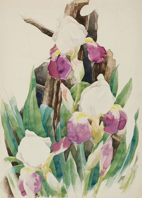 Iris Poster Print by Charles Demuth