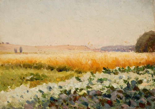 Field of cabbage  Poster Print by Jan Stanislawski