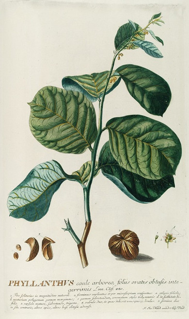 PhylIanthus  Poster Print by Georg Dionysius Ehret