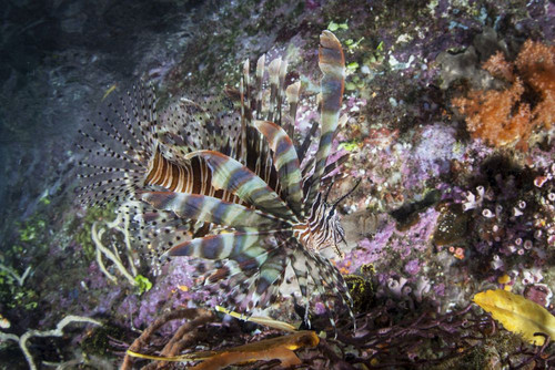 A lionfish, Pterois volitans, hunts for unwary prey on a coral reef Poster Print by Ethan Daniels