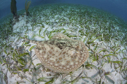 A yellow stingray swims over sea grass on Turneffe Atoll, Belize Poster Print by Ethan Daniels
