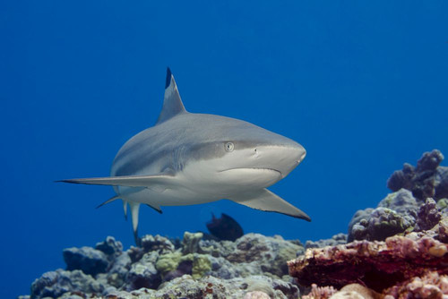 Blacktip reef shark, Carcharhinus melanopterus, Yap, Micronesia Poster Print by David Fleetham