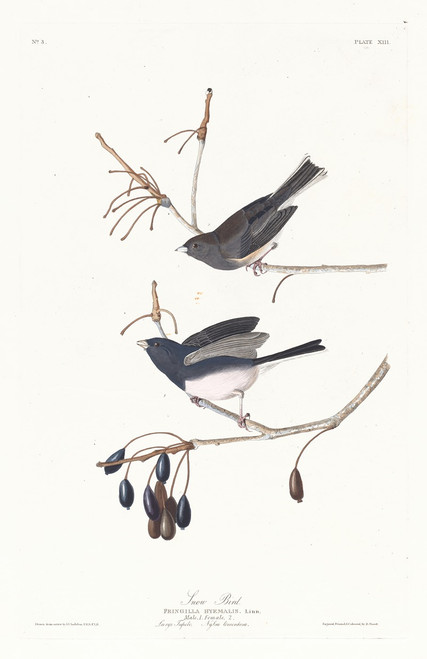 Snow bird Poster Print by John James Audubon