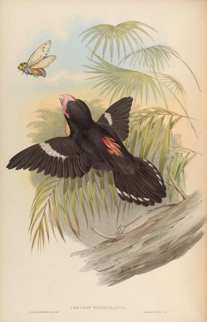 Birds of Asia 1850 Great Eurylaime Poster Print by  John Gould