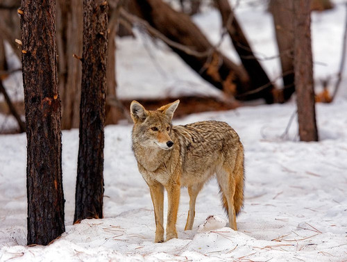 Coyote 9731 Poster Print - Jones Photo Mike