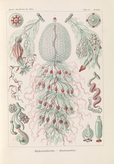 Siphonophorae. ‚Äì Staatsquallen Poster Print by Ernst Haeckel
