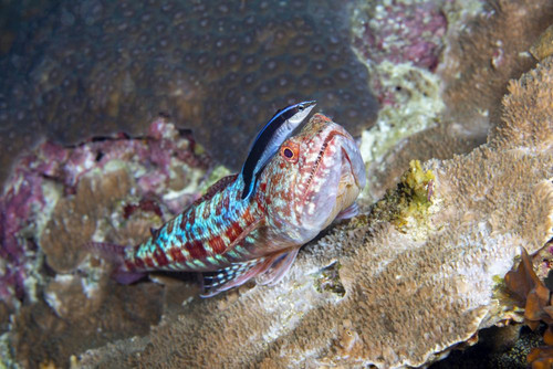 A bluestreak cleaner wrasse, Labroides dimidiatus, inspects a reef lizardfish Synodus variegatus, Philippines Poster Print by David Fleetham