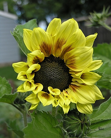 Sunflower 9 Poster Print by Greg Murphy (16 x 20) - Item # PAIGM4020