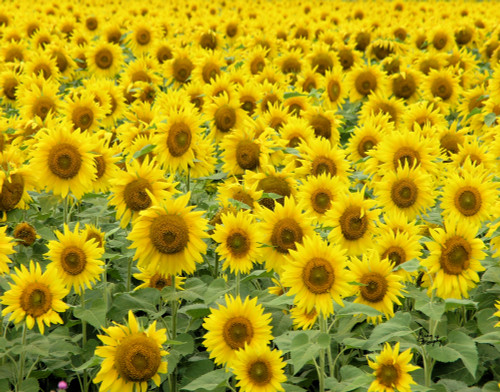 Sunflower 37 Poster Print by Greg Murphy (16 x 20) - Item # PAIGM4024