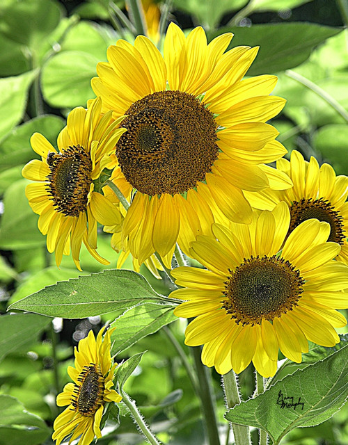 Where is the Sun Poster Print by Greg Murphy (16 x 20) - Item # PAIGM7096