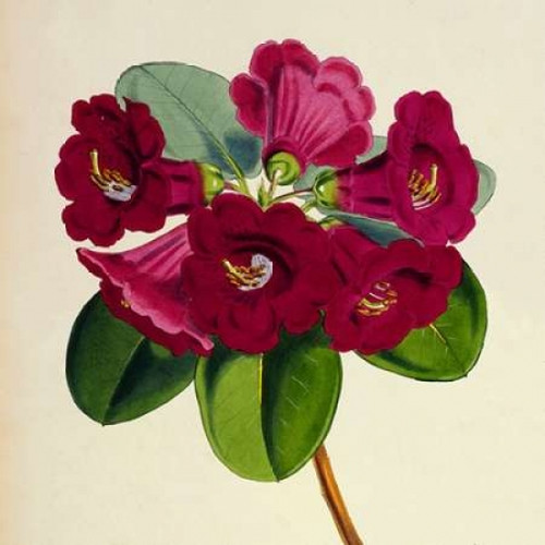 Rhododendron Thomsoni Flower Poster Print by  Joseph Dalton Hooker  (12 x 12) - Item # PDXJDH08aLARGE