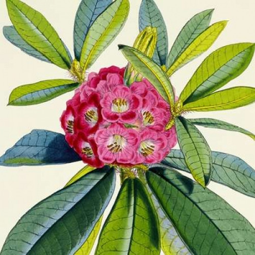 Rhododendron Barbatum Flower Poster Print by  Joseph Dalton Hooker  (12 x 12) - Item # PDXJDH05aLARGE