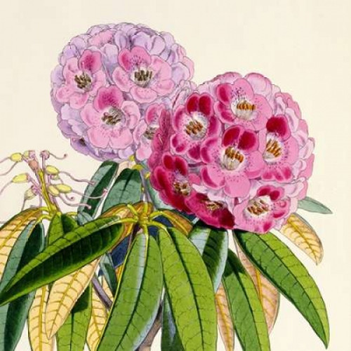 Rhododendron Campbelliae Flower Poster Print by  Joseph Dalton Hooker  (12 x 12) - Item # PDXJDH06aLARGE