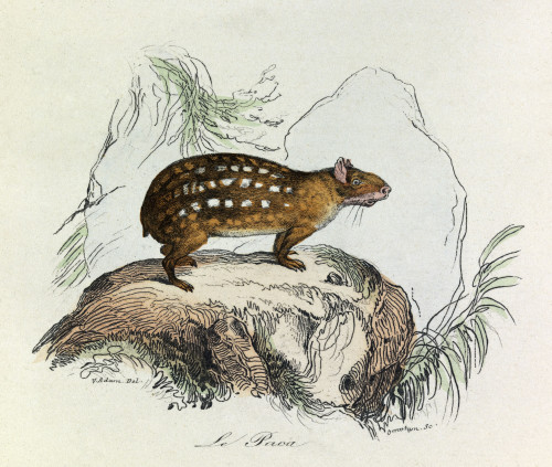 Engraving Poster Print - Item # VAREVCCRLA004YF151H