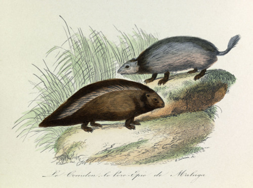 Engraving Poster Print - Item # VAREVCCRLA004YF172H