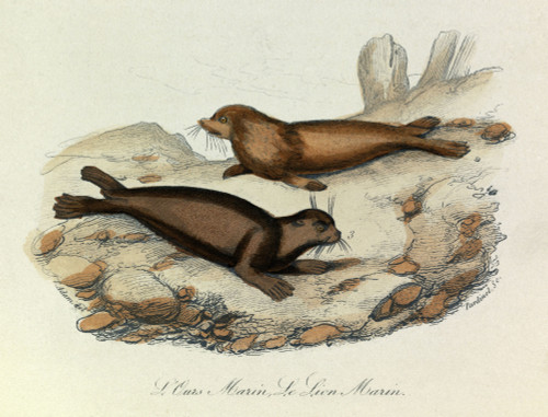 Engraving Poster Print - Item # VAREVCCRLA004YF186H