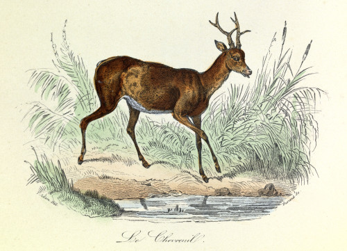 Engraving Poster Print - Item # VAREVCCRLA004YF109H