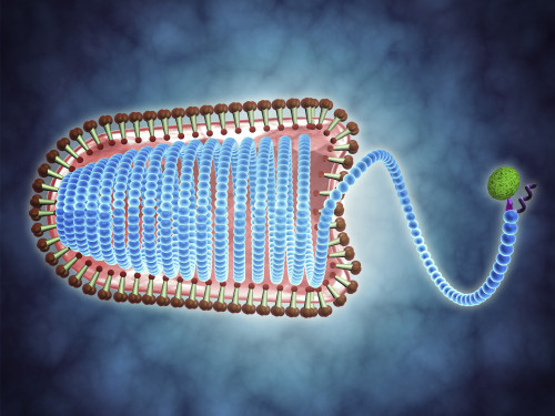 rabies virus 3d model