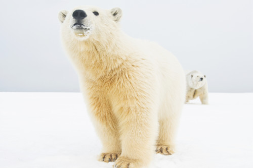 NORDISK■Uni Medium Polar Bear ■送料込 Polar Bear – Wyland Worldwide