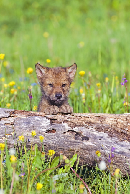 Young Wolf Cub Peering Over Log PosterPrint - Item # VARDPI1791181