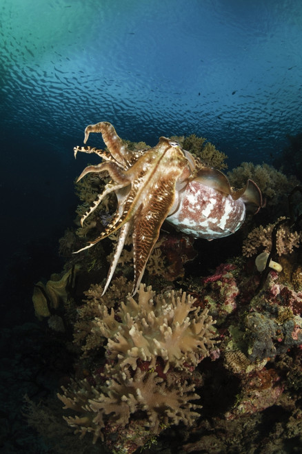 Cuttlefish, Indonesia Poster Print - Item # VARPSTTSW400161U - Posterazzi