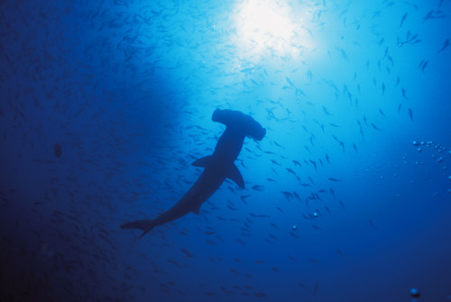 Galapagos Islands Darwin Islands Silhouette Of Scalloped Hammerhead 