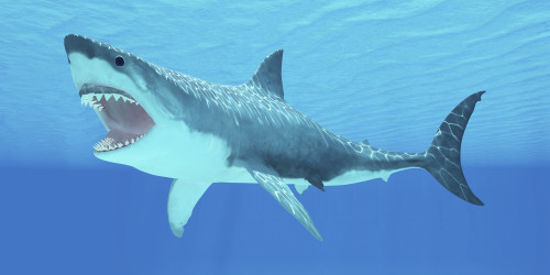 邦楽 GREAT WHITE SHARK ROCK / SWAMP RATZ White Rock Shark Great White Shark Rock SWAMP RATZ