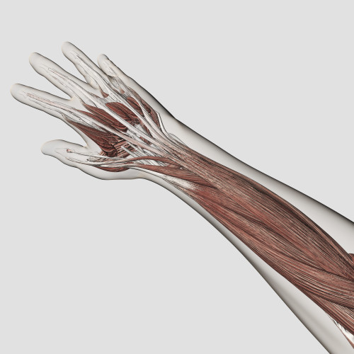 Muscle anatomy of human arm and hand Poster Print - Item ...