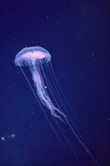 新品正規品  Jellyfish Hawaii, With Sparkling Blue In Tentacles Long トップス