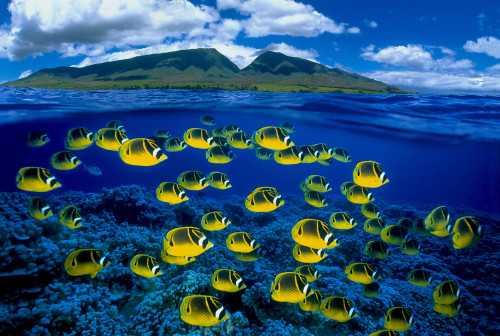 [Dc] Hawaii, Maui, Over/Under, Raccoon Butterflyfish (Chaetodon Lunula ...