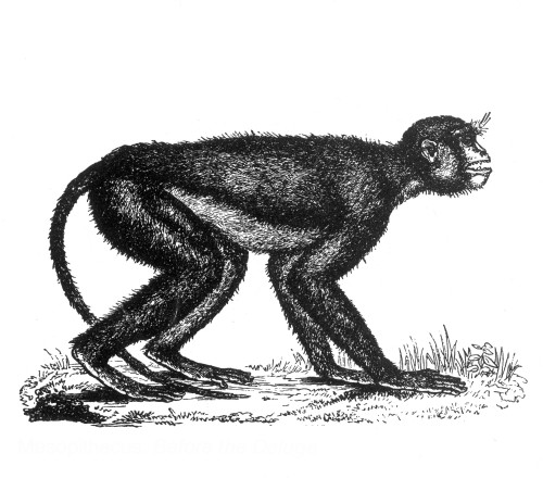 Mesopithecus Monkey Mesopithecus, Old World Monkey Poster Print by Science Source - Item ...
