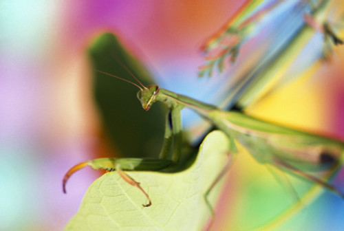 Silhouette Of Praying Mantis On Blue by Twomeows