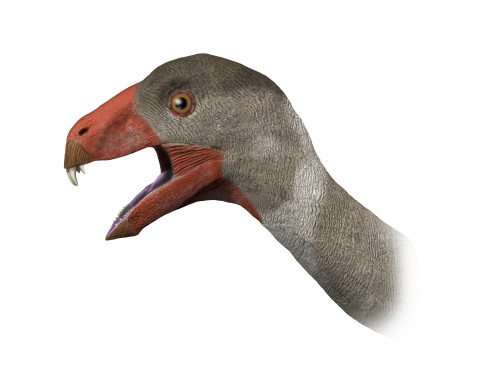Inosaurus Incisivosaurus is a theropod dinosaur from the Early Cretaceous period ...