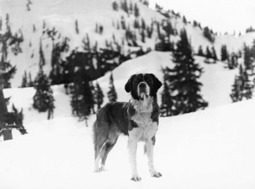 Call Of The Wild, 1935. /Na St. Bernard In The Role Of Buck, In A Still From The 1935 Motion ...