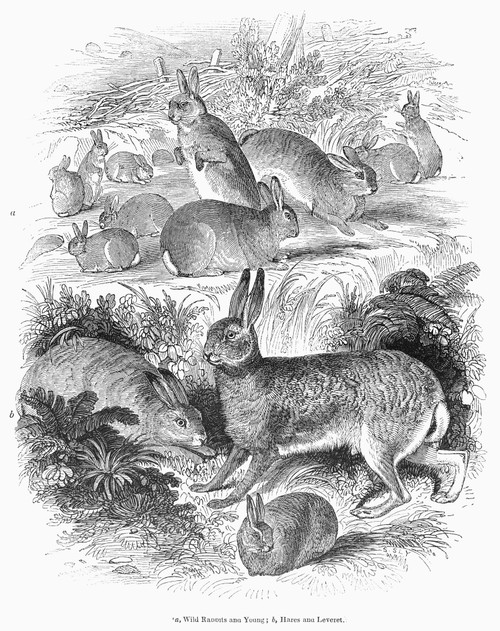 1800s Rabbit Rabbit. /Nline Engraving, 19Th Century. Poster Print by Granger ...