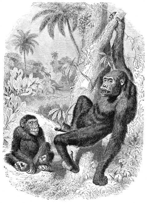 Gorillas. /Nline Engraving, English, 19Th Century. Poster Print by Granger  Collection - Item # VARGRC0033591 - Posterazzi