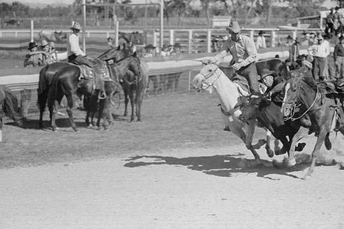Bulldogging at the rodeo in Miles City, Montana Poster Print by Arthur ...