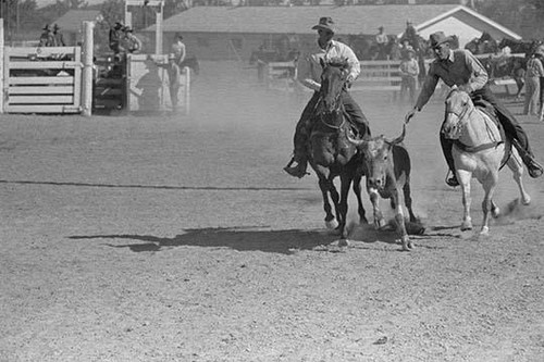 Bulldogging at the rodeo in Miles City, Montana Poster Print by Arthur ...