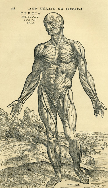 Front Of Male Human Body.Anatomical Study Originally