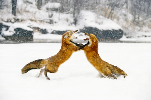  เว็บตรงไม่ผ่านเอเย่นต์