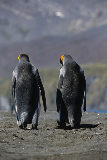 King Penguins Walking Together South Georgia Island Antarctic