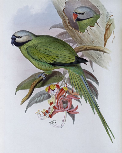 Grey Headed Parakeet Poster Print By John Gould Item Varpdx277765 Posterazzi