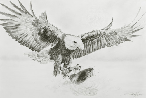 Black and white drawing of an eagle with a fish in it's claws Poster ...