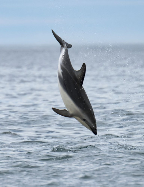 Dusky dolphin (Lagenorhynchus obscurus) jumps above waters off the